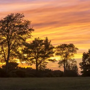 Trees at dusk on Sagamore Hill in Hamilton, Massachusetts