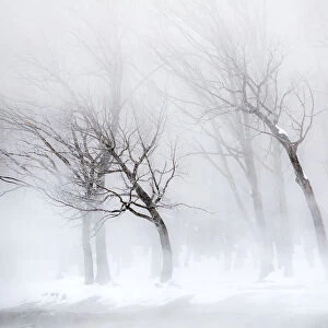 Trees along frozen Lake Kussharo. Winter snow with mist rising