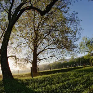 Trees along Sparks Lane silhouetted at sunrise, Cades Cove, Great Smoky Mountains National Park