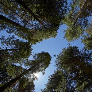Trees at Tuolumne Sequoia Grove, near Crane Flat, Yosemite National Park, California, USA