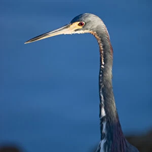 A tri-colored heron on the edge of a mangrove slough at J. N. Ding Darling