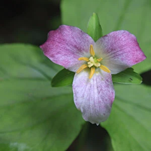 The trillium is a perennial flowering plant native to temperate regions of North America and Asia