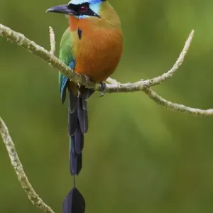 Trinidad Motmot; Blue-crowned Motmot Trinidad Motmot; Blue-crowned Motmot