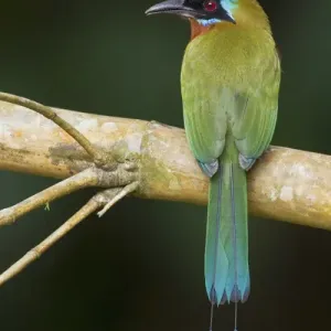Trinidad Motmot Print Trinidad Motmot Print