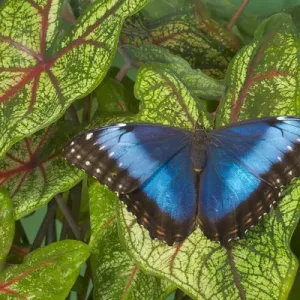 Blue Morpho Butterfly Print on Caladium Leaves Blue Morpho Butterfly Print on Caladium Leaves