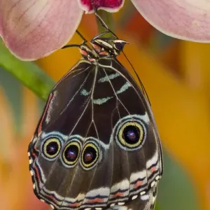 Blue Morpho Butterfly Print, Wings Closed on an Orchid Blue Morpho Butterfly Print, Wings Closed on an Orchid