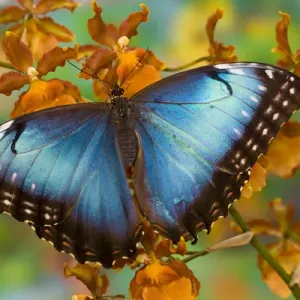 Blue Morpho Butterfly Print on Tropical Orchid Blue Morpho Butterfly Print on Tropical Orchid
