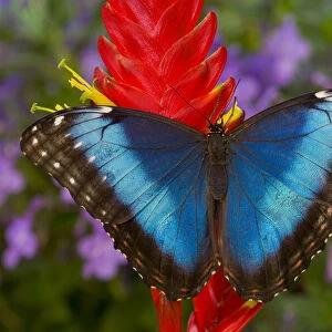 Tropical Butterfly the Blue Morpho, Morpho granadensis on ginger flower