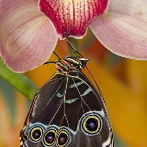 Tropical Butterfly the Blue Morpho, Morpho peleides wings closed hanging on Orchid