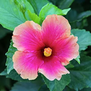 Tropical hibiscus flower, Maui, Hawaii