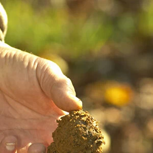 A truffle just dug out of the ground, but unfortunately this truffle is rotten since