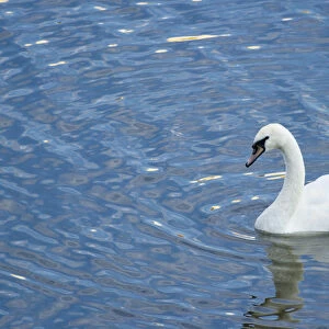 A Trumpeter Swan, (Cygnus buccinator) swimming in the Vltava River, Prague, Capital city of Czech