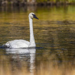 Trumpeter Swan, Firehole River, Yellowstone National Park, Wyoming