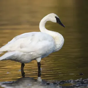 Trumpeter Swan Print, Preening in Yellowstone Basin Trumpeter Swan Print, Preening in Yellowstone Basin