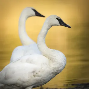 Trumpeter Swans Print, Yellowstone National Park Trumpeter Swans Print, Yellowstone National Park
