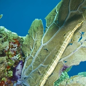 Trumpetfish (Aulostomus maculatus) near Purple Sea Fan, Utila, Bay Islands, Honduras