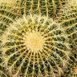 Tucson, Arizona, United States. Close up of a cactus at the White Stallion Dude Ranch Tucson, Arizona, United States. Close up of a cactus at the White Stallion Dude Ranch
