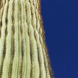 Tucson, Arizona, United States. Sugaro cactus