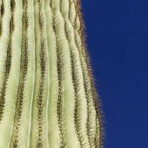 Saguaro cactus Print of Tucson, Arizona