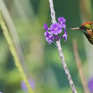 Tufted Coquette eating
