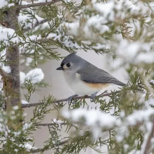 Tufted Titmouse Print in Winter Snow Scene Tufted Titmouse Print in Winter Snow Scene