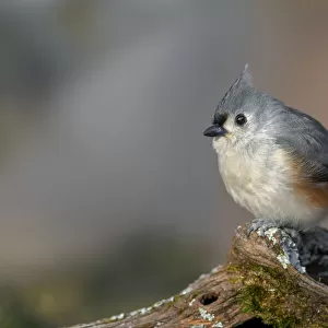 Tufted titmouse in winter