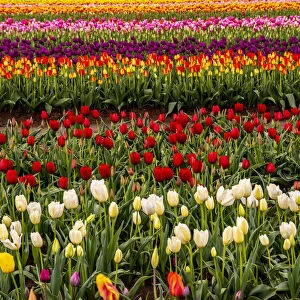 Tulip field, Tulip Festival, Woodburn, Oregon, USA. Colorful, Tulip field in bloom