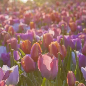 Tulip Flowers. Cochem. Germany Tulip Flowers. Cochem. Germany
