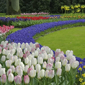 Tulip and Grape Hyacinth garden, Keukenhof Gardens, Lisse, Netherlands, Holland