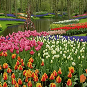 Tulip and hyacinth garden, Keukenhof Gardens, Lisse, Netherlands, Holland