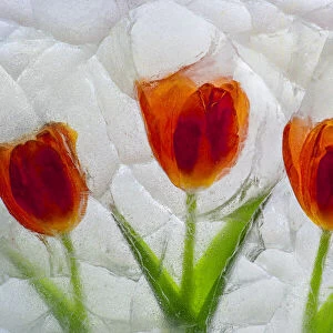 Tulip in ice