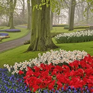 Tulips and daffodils, Keukenhof Gardens, Lisse, Netherlands