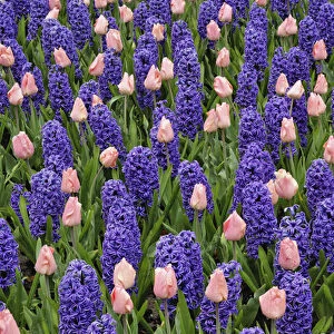Tulips and hyacinth flowers, Keukenhof Gardens, Lisse, Netherlands