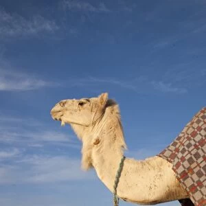 Tunisia, Sahara Desert, Douz, Great Dune, camel, dawn