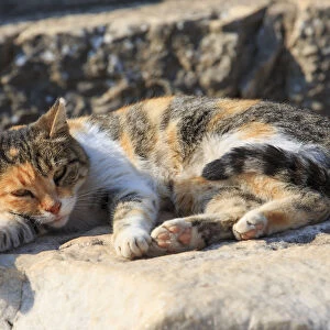 Turkey, Ephesus, Cat rests in the sunshine