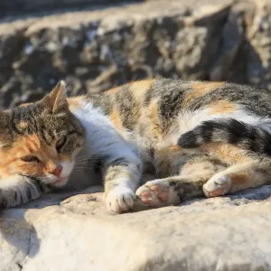 Turkey Print: Cat Rests in the Sunshine at Ephesus Turkey Print: Cat Rests in the Sunshine at Ephesus