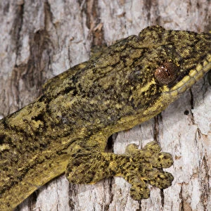 Turnip-tailed Gecko (Thecadactylus solimoensis), Yasuni National Park, Amazon Rainforest, ECUADOR