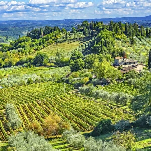 Tuscan vineyard, San Gimignano, Tuscany, Italy