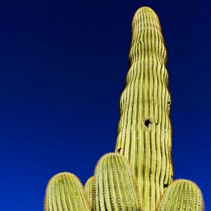 Tuscon, Arizona. Low angle of a Saguaro Cactus