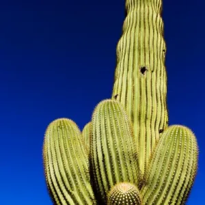 Tuscon, Arizona. Low angle of a Saguaro Cactus Tuscon, Arizona. Low angle of a Saguaro Cactus