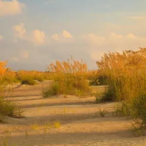 Tybee Island Sea Oats Print Tybee Island Sea Oats Print