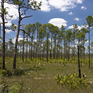 Typical slash pine (Pinus elliottii) habitat of SW Florida. Low density pine cover over grasses