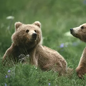 U. S. A. Alaska, Kodiak Two sub-adult brown bears in grass and purple flowers