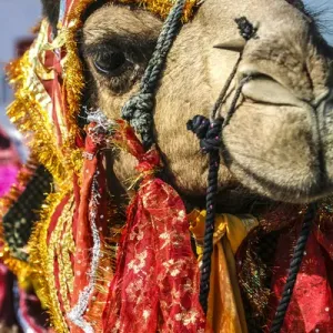 Udaipur, Rajasthan, India. India decorated Camel, Diwali Festival of Lights Udaipur, Rajasthan, India. India decorated Camel, Diwali Festival of Lights