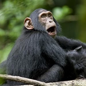 Uganda, Kibale Forest Reserve. Juvenile Chimpanzee (Pan troglodytes) playing with