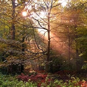 UK. Forest of Dean. Sunbeam penetrating a deciduous Forest during a misty Fall