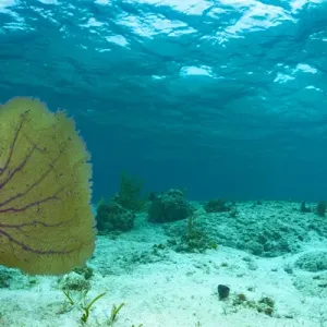 Fotografía subacuática de un abanico marino púrpura cerca de Staniel Cay, Exuma, Bahamas. Fotografía subacuática de un abanico marino púrpura cerca de Staniel Cay, Exuma, Bahamas.