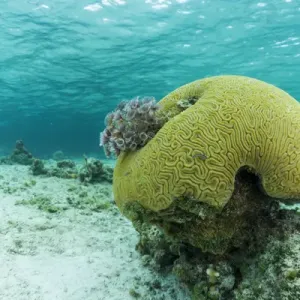 Underwater photograph of a small brain coral near Staniel Cay, Exuma, Bahamas