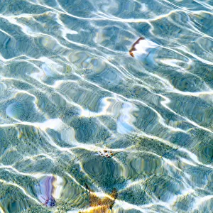 Underwater view of sea star and seashells, Bahamas