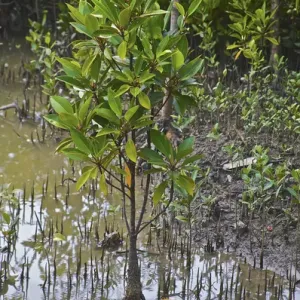 UNESCO, India, West Bengal, Sunderbans National Park World Heritage site and Biosphere Reserve UNESCO, India, West Bengal, Sunderbans National Park World Heritage site and Biosphere Reserve